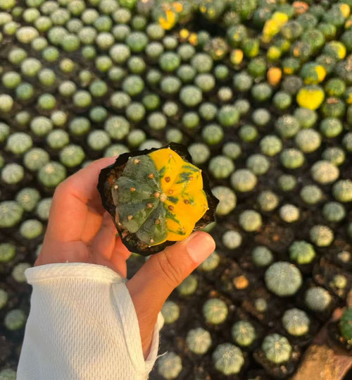 2 PCS Astrophytum asterias Variegated Catus Succulent Plants