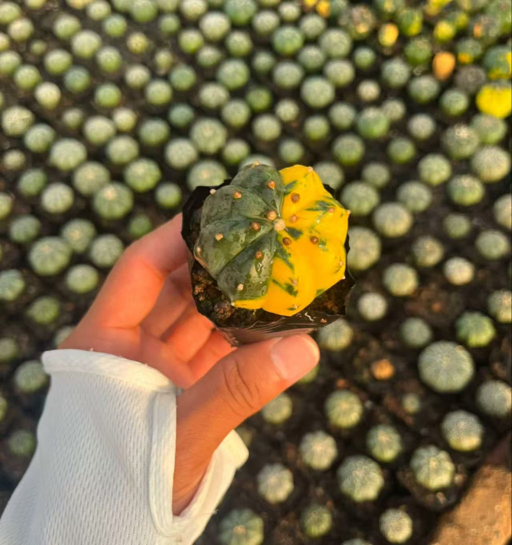 2 PCS Astrophytum asterias Variegated Catus Succulent Plants