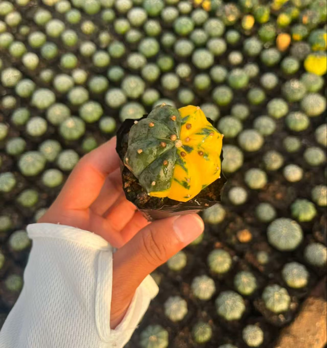 2 PCS Astrophytum asterias Variegated Catus Succulent Plants