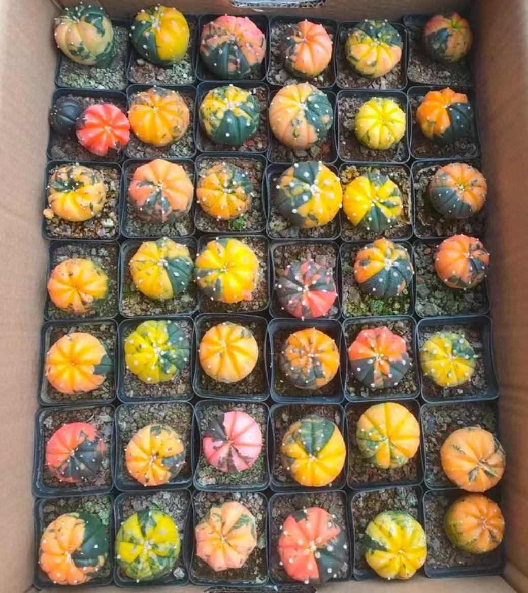 2 PCS Astrophytum asterias Variegated Catus Succulent Plants