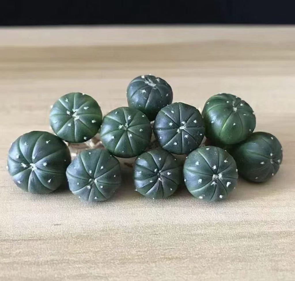 10 PCS Astrophytum Asterias Cactus Succulent Plants 3-3.5cm