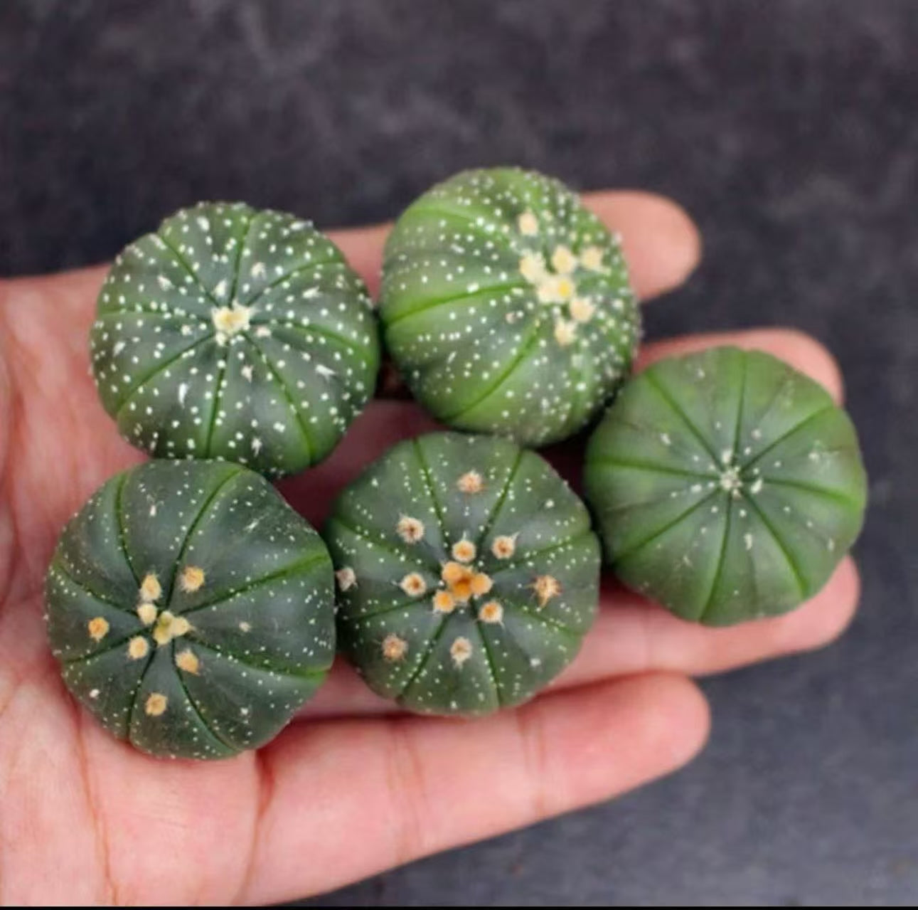 10 PCS Astrophytum Asterias Cactus Succulent Plants 3-3.5cm