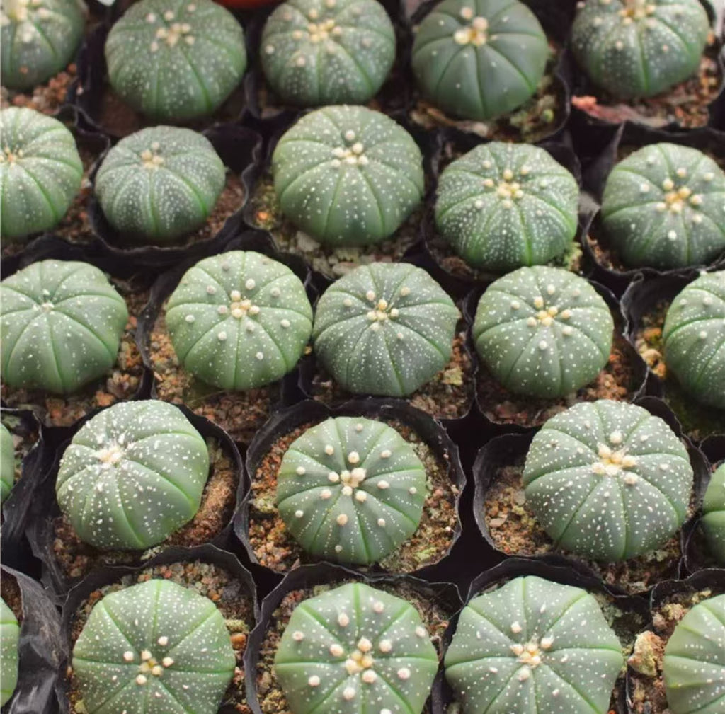 10 PCS Astrophytum Asterias Cactus Succulent Plants 3-3.5cm