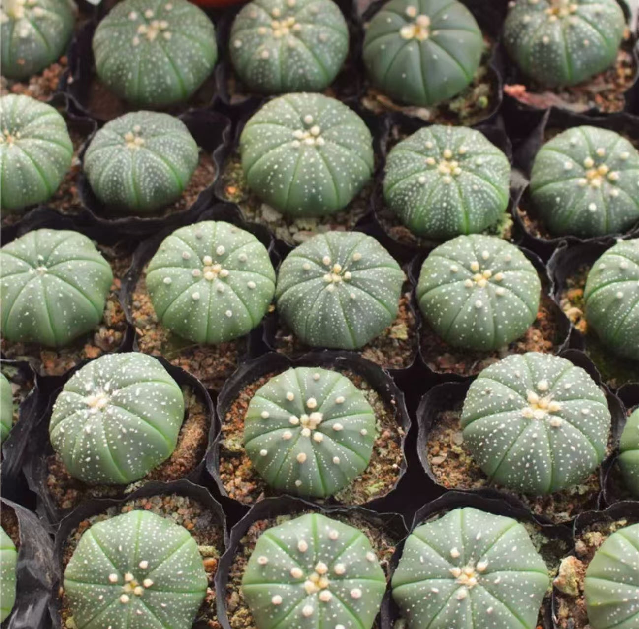 10 PCS Astrophytum Asterias Cactus Succulent Plants 3-3.5cm