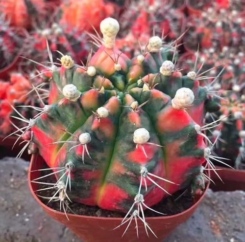 2 PCS Gymnocalycium Mihanovichii 6cm Cactus