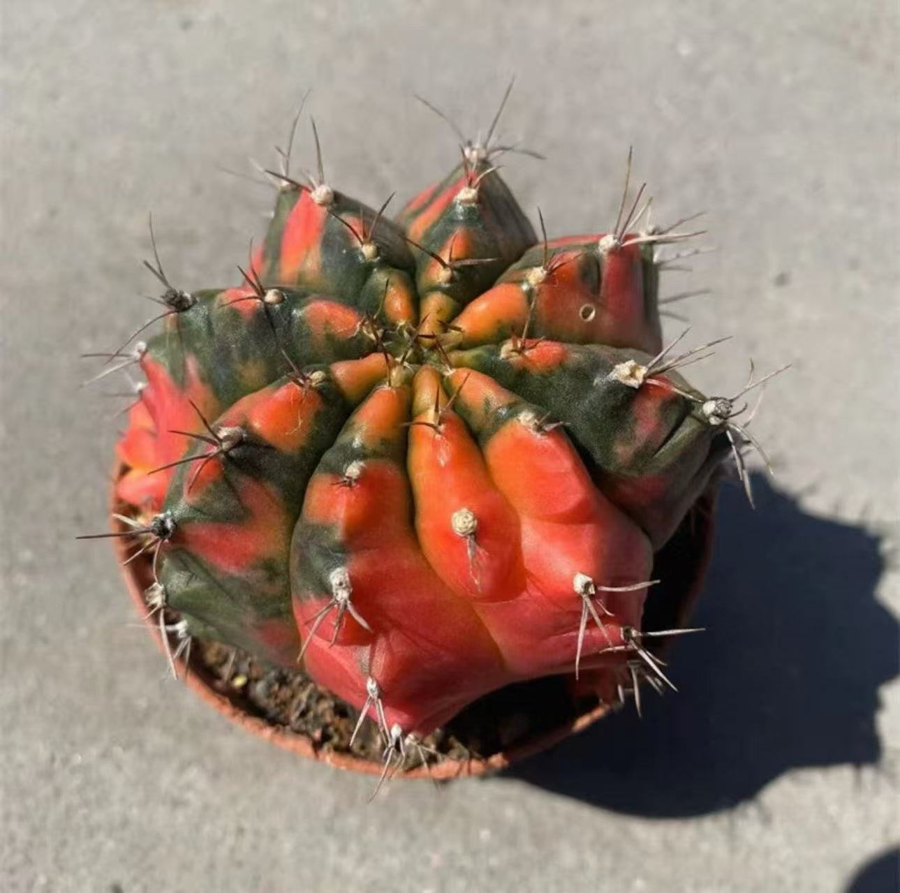 2 PCS Gymnocalycium Mihanovichii 6cm Cactus