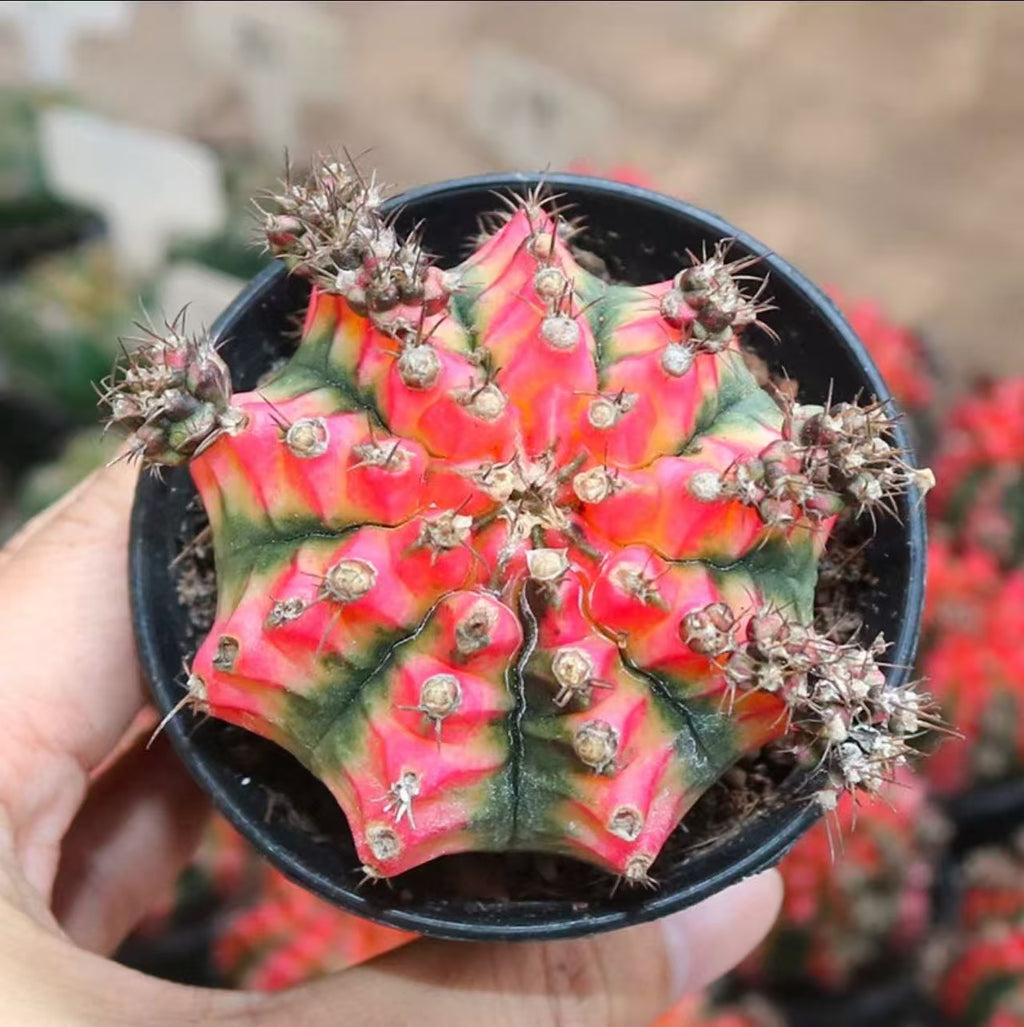 2 PCS Gymnocalycium Mihanovichii 6cm Cactus