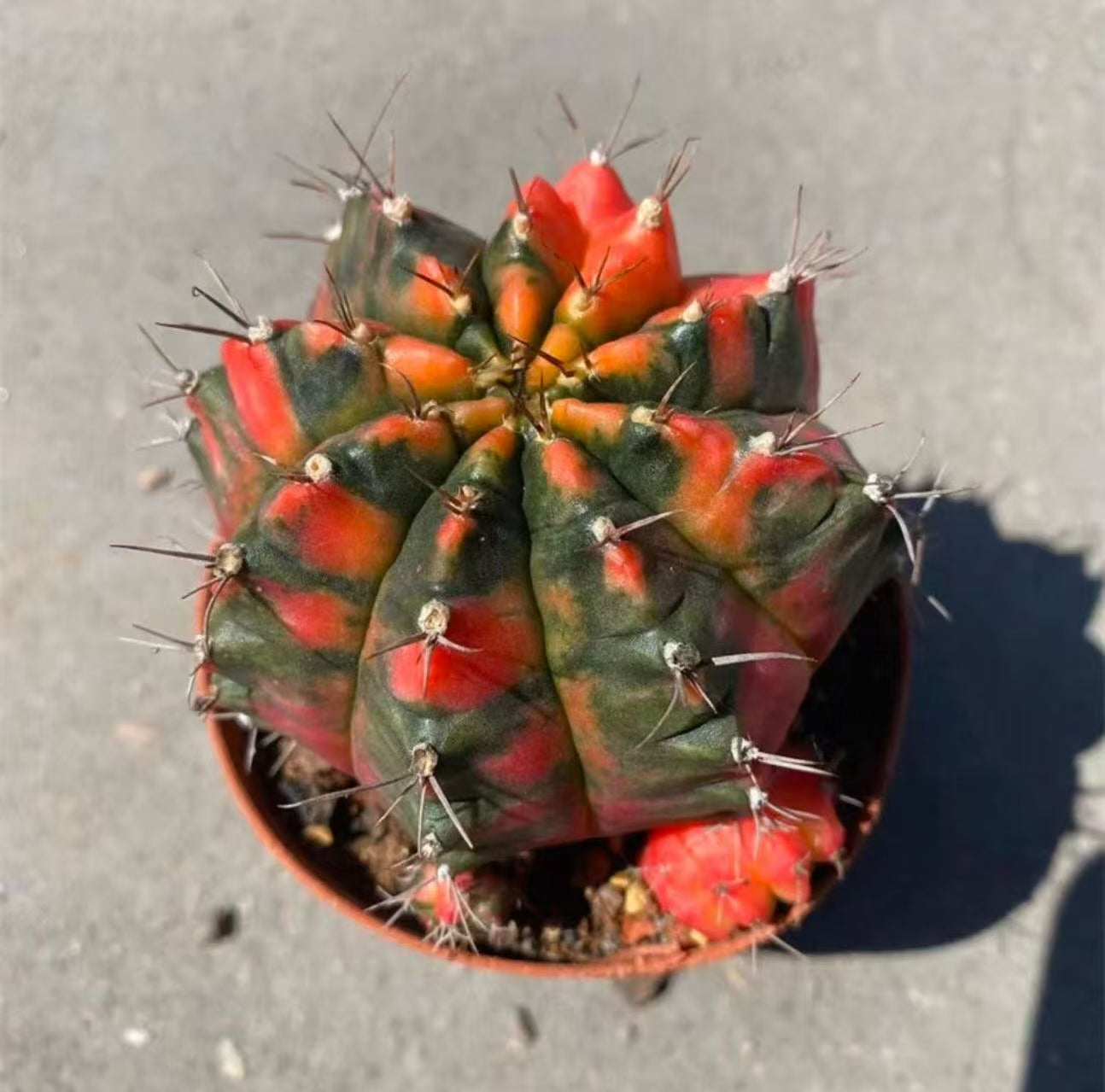 2 PCS Gymnocalycium Mihanovichii 6cm Cactus