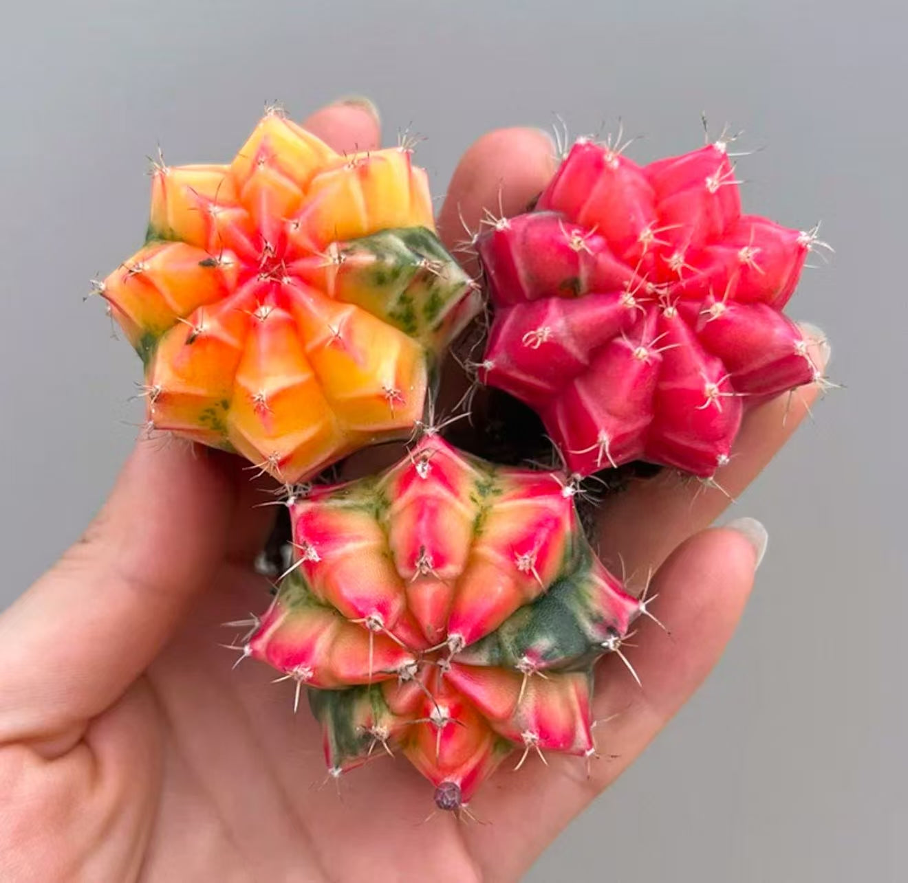 10 PCS Gymnocalycium Mihanovichi variegated Cacuts 3-5cm