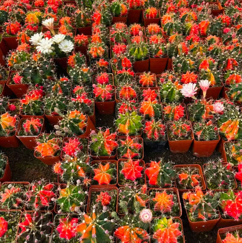 10 PCS Gymnocalycium Mihanovichi variegated Cacuts 3-5cm