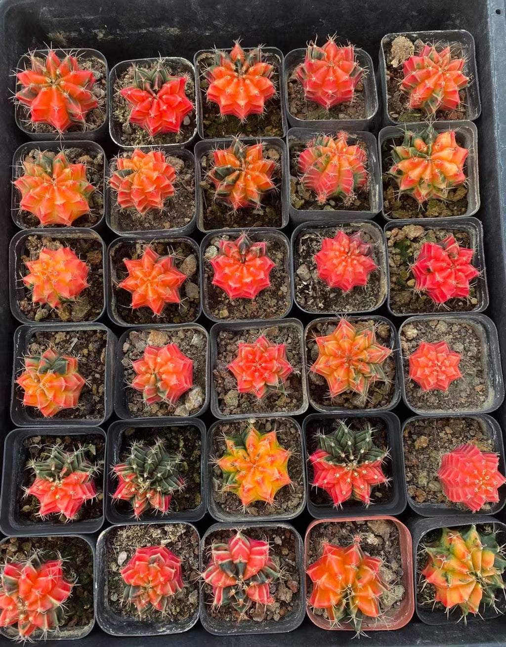 10 PCS Gymnocalycium Mihanovichi variegated Cacuts 3-5cm