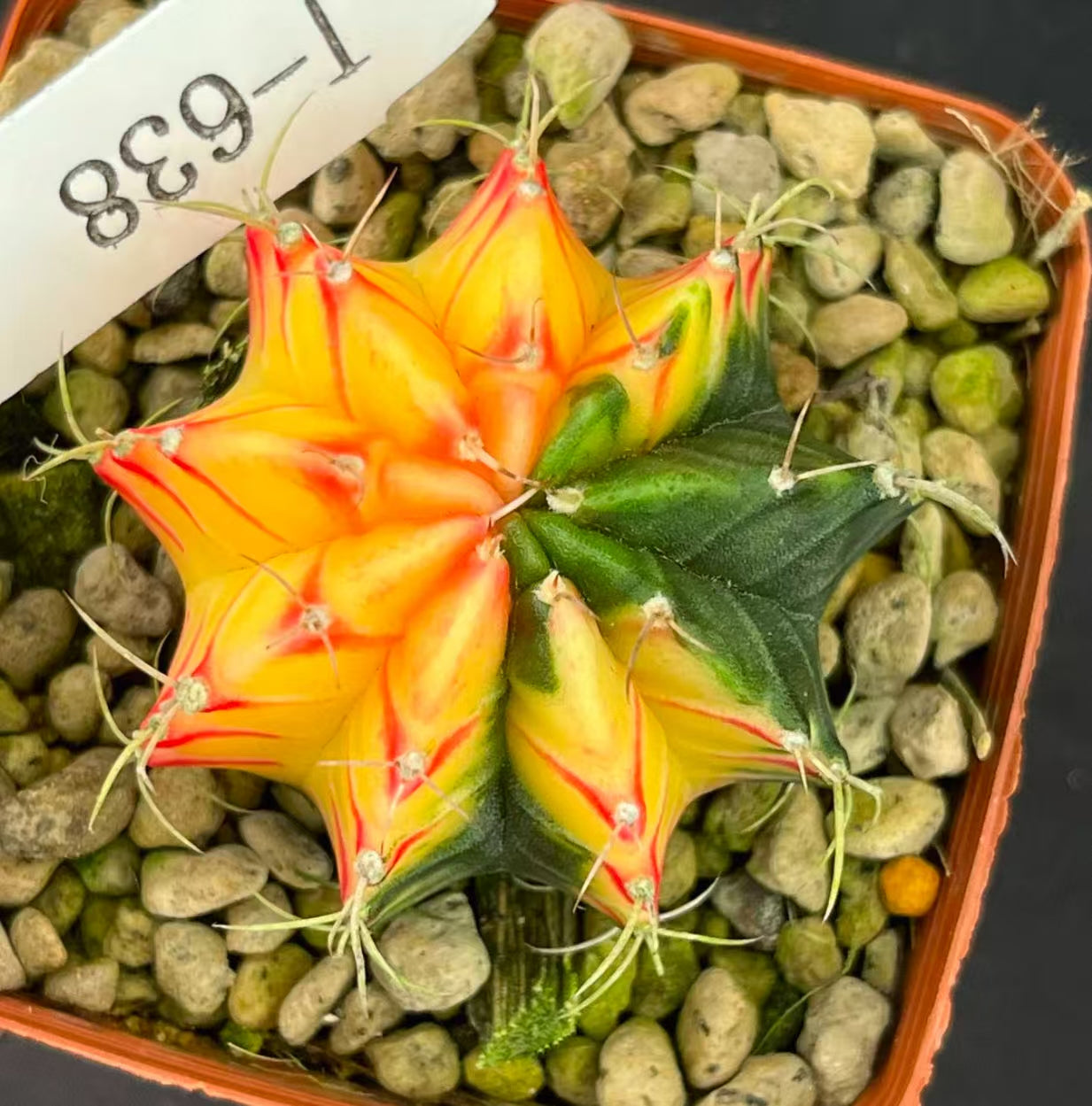 10 PCS Gymnocalycium Mihanovichi variegated Cacuts 3-5cm