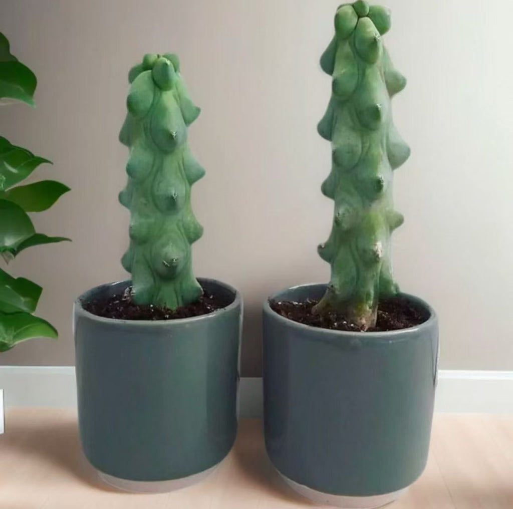 Myrtillocactus geometrizans Fukurokuryuzinboku Cactus