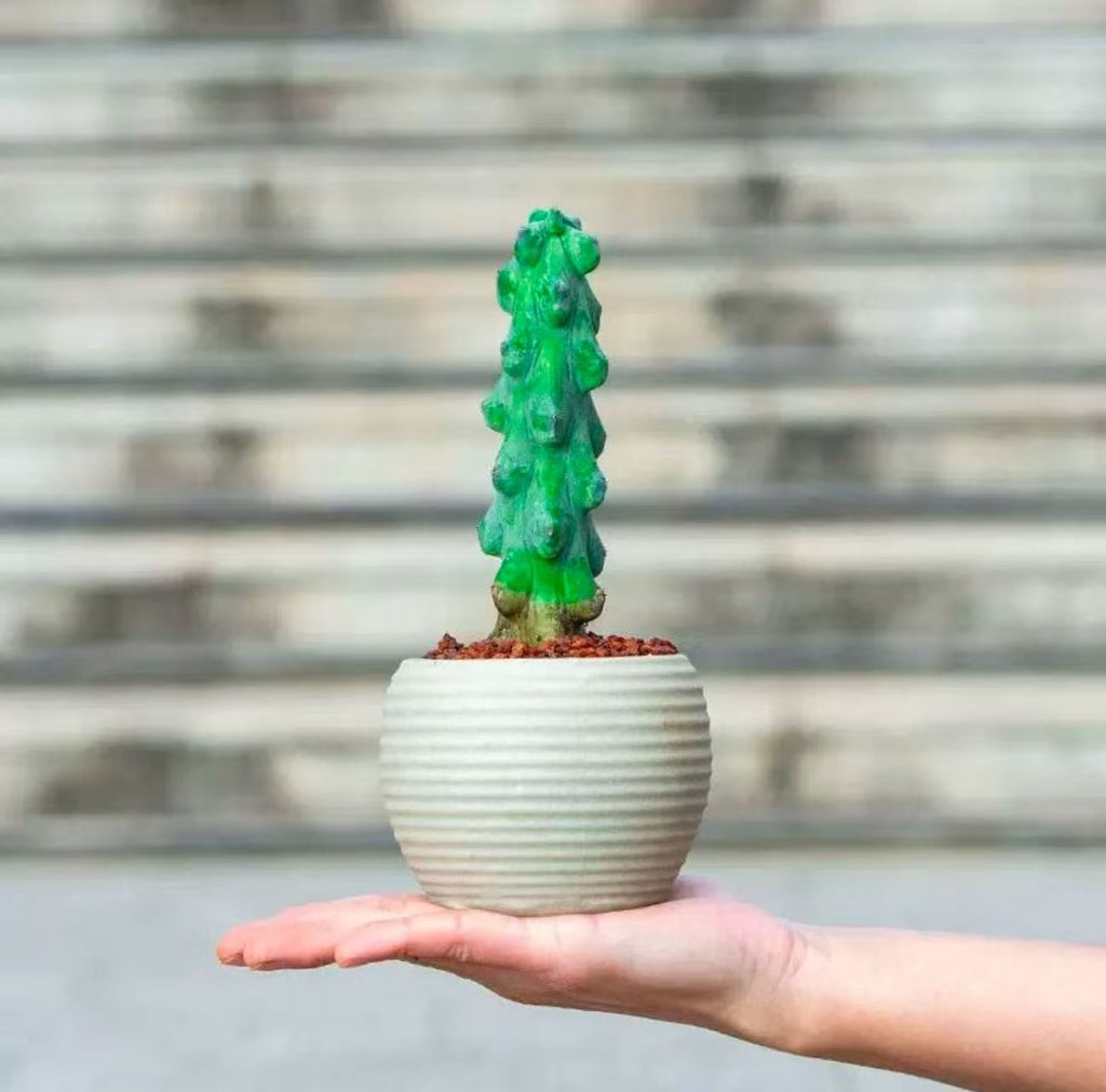 Myrtillocactus geometrizans Fukurokuryuzinboku Cactus