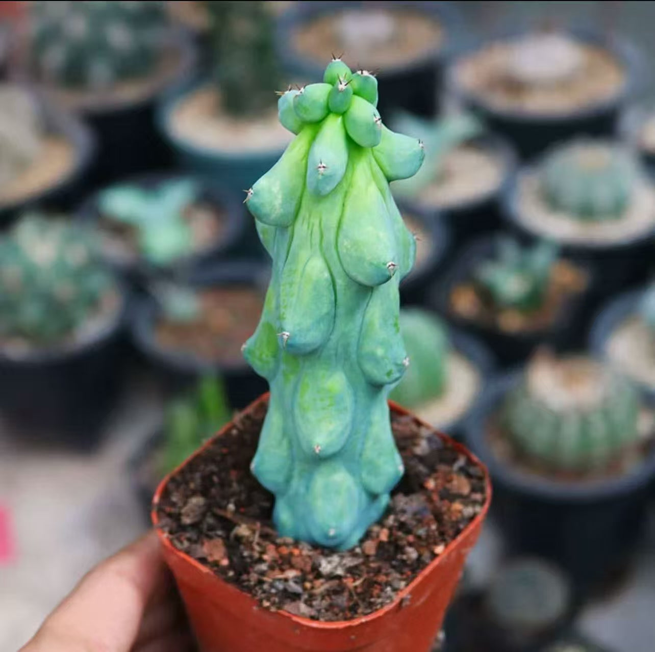 Myrtillocactus geometrizans Fukurokuryuzinboku Cactus – Global