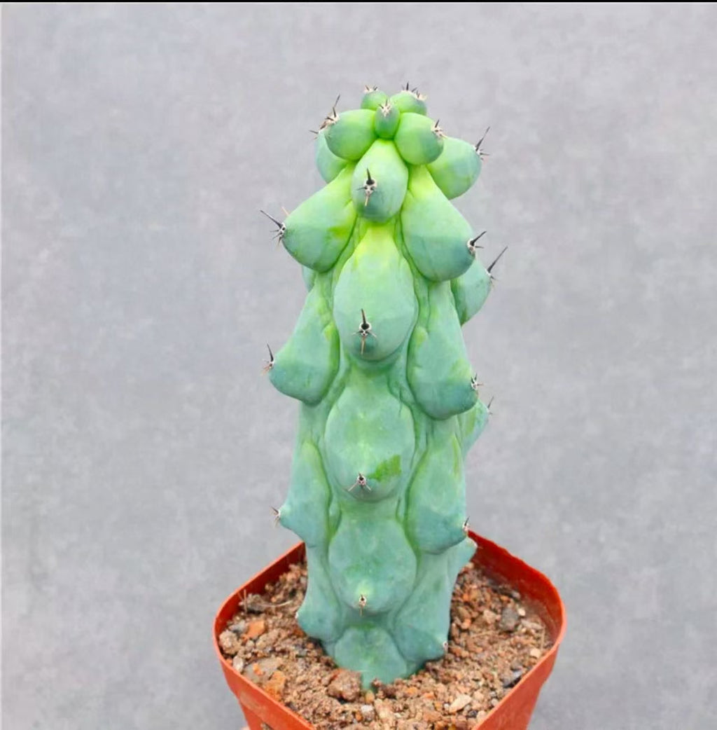 Myrtillocactus geometrizans Fukurokuryuzinboku Cactus